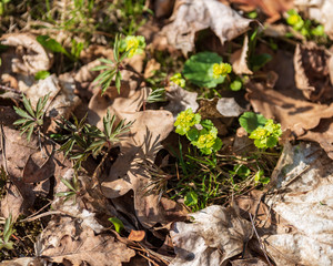 Fototapeta premium close up tree branches in autumn and nature details abstract