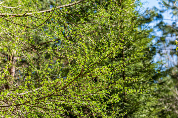 close up tree branches in autumn and nature details abstract