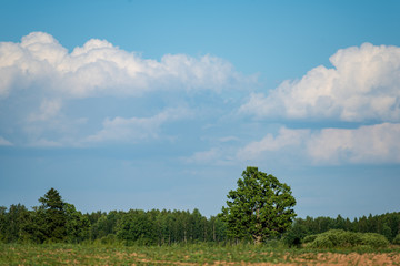 Obraz premium empty countryside landscape in autumn with fields and meadows and rare trees in background