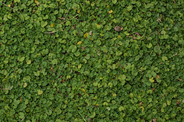 green grass plants leaves background texture wallpaper pattern concept aerial photography with empty space for copy or your text