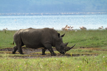 Naklejka premium Nosorożce w Parku Narodowym Lake Nakuru w Kenii