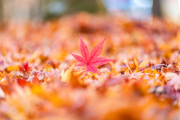 Maple tunnel in autumn of Kawaguchiko, Japan