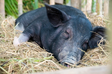The lazy pig sleep on the straw
