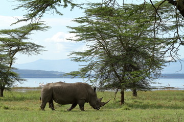 Fototapeta premium Nosorożce w Parku Narodowym Lake Nakuru w Kenii