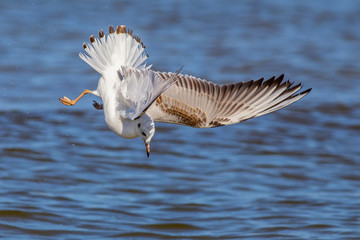 Black-headed Gull (Larus ridibundus)