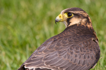 Aplomado Falcon (Falco femoralis)