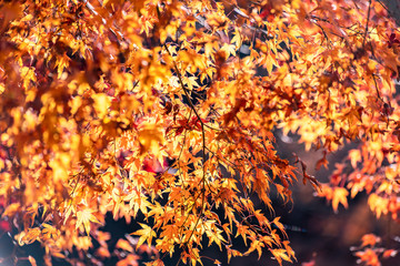 Maple tunnel in autumn of Kawaguchiko, Japan