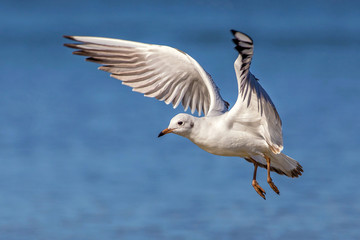 Black-headed Gull (Larus ridibundus)