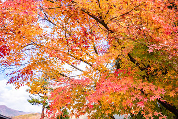 Maple tunnel in autumn of Kawaguchiko, Japan