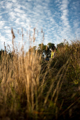 Fototapeta premium Russian field