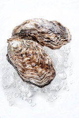 Fresh rock oyster offered as closeup on crushed ice with copy space