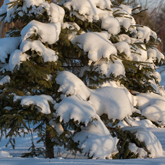 Pine tree branches covered with snow and ice crystalls