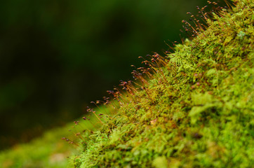 moss on tree