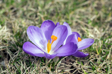 Crocus vernus in bloom, violet purple ornamental springtime flowers with orange center