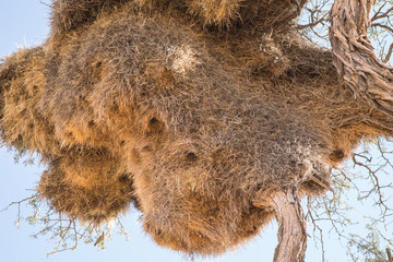 Sociable Weaver bird nest on Acacia Camel Thorn tree, Namibia