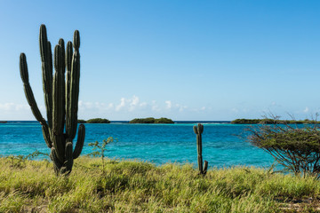Yatu cactus facing turquoise sea in Aruba