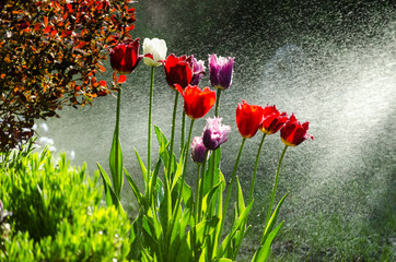 Garden of tulips with backlit water spray.