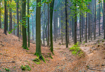 Fototapeta premium Hiking trail in the Saxon Switzerland National Park, Germany, (German: Nationalpark Sächsische Schweiz) in the forest in late summer / early autumn.