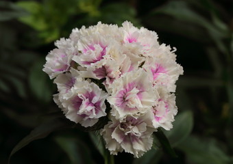 The Dianthus barbatus is native to the mountains of southern Europe