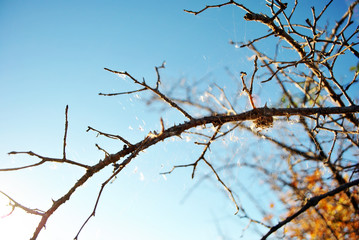 Fototapeta na wymiar Tree branches in sun light close up detail, blue bright background