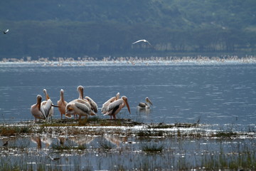 Pelikane am Lake Nakuru in Kenia 