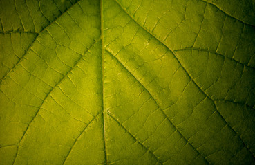 Aristolochia leaves texture background concept of freshness and nature