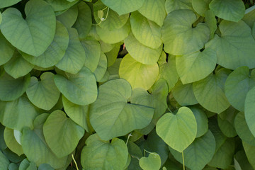 Aristolochia leaves texture background concept of freshness and nature