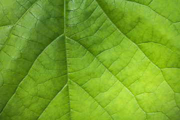 Fototapeta na wymiar Aristolochia leaves texture background concept of freshness and nature