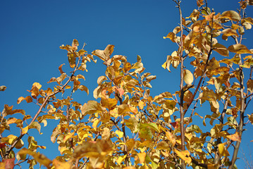 Apple tree branch with yellow leaves on bright blue sky background, autumn day