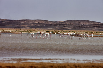 Flamingos in the Sahara are really around Merzouga, Morocco