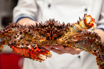 Chef of premium michelin restaurant in white uniform is holding fresh big kamchatka crab. Concept useful seafood in the menu of elite five star hotel