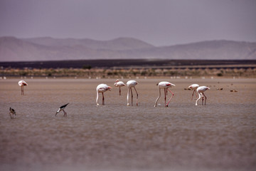 Flamingos in the Sahara are really around Merzouga, Morocco