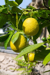 yellow lemon on branch