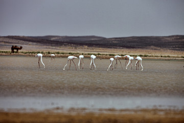 Fototapeta na wymiar Flamingos in the Sahara are really around Merzouga, Morocco