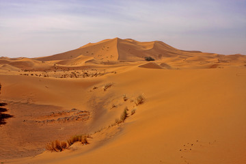 Fototapeta na wymiar The beauty of the Saharan dunes around Merzouga, Morocco