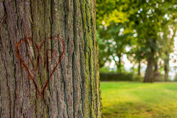 Baum mit Herz in der Rinde