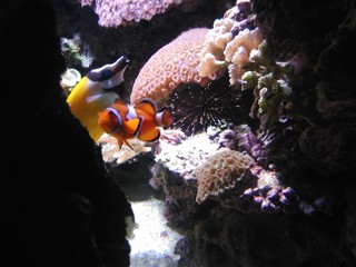 fisch, koralle, unter wasser, meer, reef, tropisch,