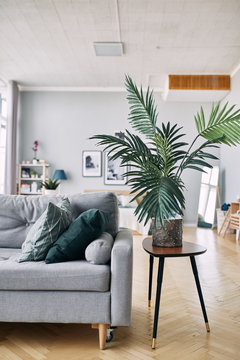 gray sofa and green plant in the interior