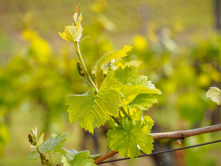 Closeup macro detail of grapes budding from the vine on a sunny day. Shallow focus. Turckheim, France. Agriculture and winemaking industry.