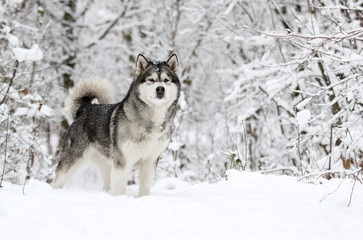 winter malamute dog
