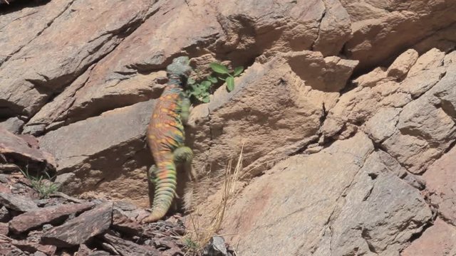 Ornate mastigure lizard in the rocky desert