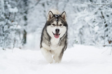 winter malamute dog