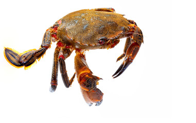 Galician Necoras (from Galicia) in movement. Delicious seafood from the Bay of Biscay and Atlantic. Fresh and alive crabs isolated on white background.