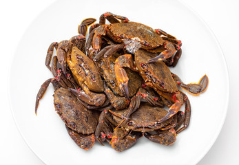 Necoras gallegas (from Galicia). Delicious seafood from the Bay of Biscay and Atlantic. Fresh and alive crabs isolated on white background.