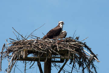 Two Osprey Fledglings in the nest 