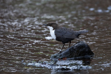 White-throated dipper (Cinclus cinclus)