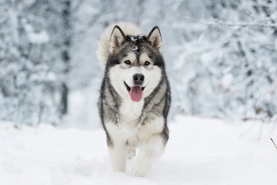 Siberian husky in snow cheap