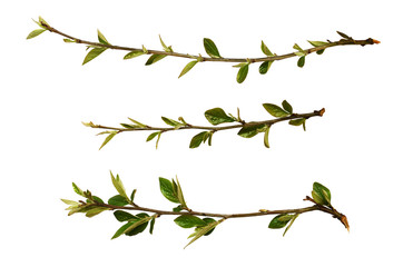 Set of spring fresh twigs with green buds and leaves