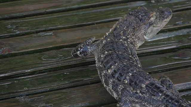 Alligator slowly walks across the platform. Drops drip near the young alligator. Alligator on wooden wet platform. Young alligator close up slow motion. Crocodile formidable predator. Crocodile farm.