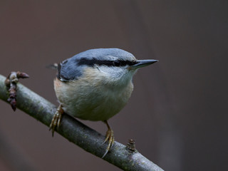 Eurasian nuthatch (Sitta europaea)